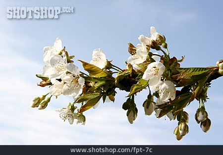 
                Kirschblüte, Zweig                   