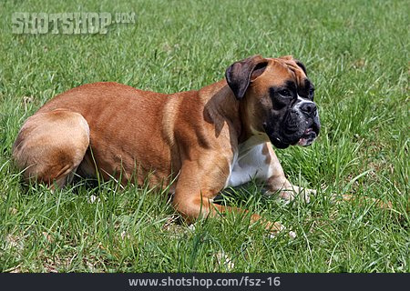 
                Hund, Lauern, Boxer                   