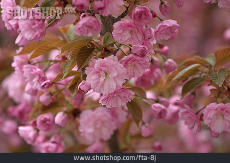 
                Kirschblüte, Blühen                   