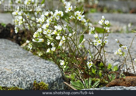 
                Blume, Granit, Blühen                   