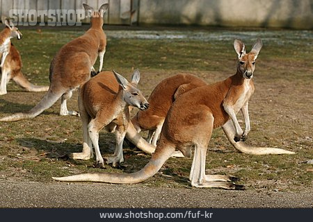 
                Tiergruppe, Känguruh                   