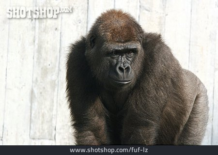 
                Vorderansicht, Tierportrait, Gorilla                   