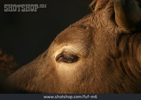 
                Side View, Close-up, Cow                   