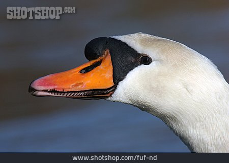 
                Side View, Animal Portrait, Swan                   
