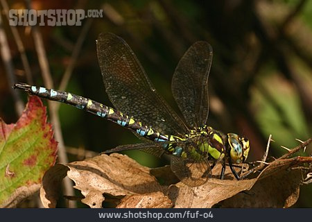 
                Side View, Animal Portrait, Dragonfly                   