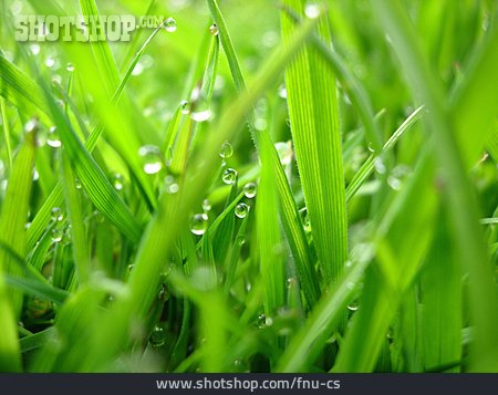 
                Gras, Wassertropfen                   