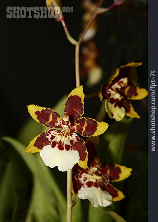 
                Blüte, Orchidee, Colmanara                   