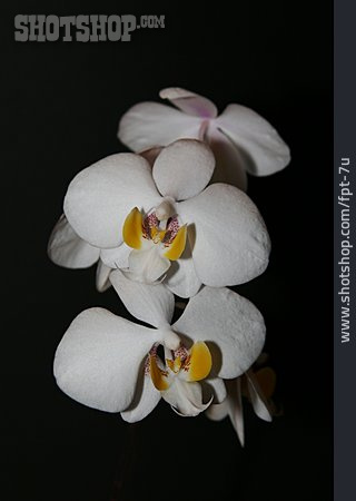 
                Blüte, Orchidee, Phillipinensis                   