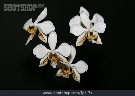 
                Blüte, Orchidee, Stuartiana                   