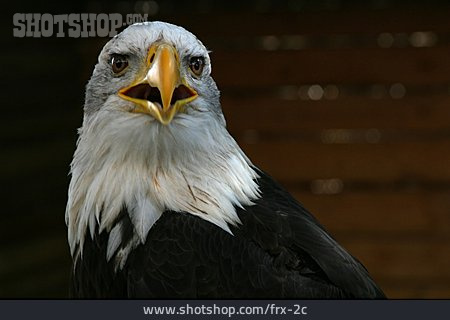 
                Weißkopfseeadler, Greifvogel                   