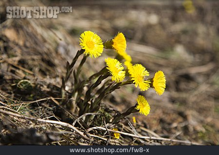 
                Blume, Gelb, Waldboden                   