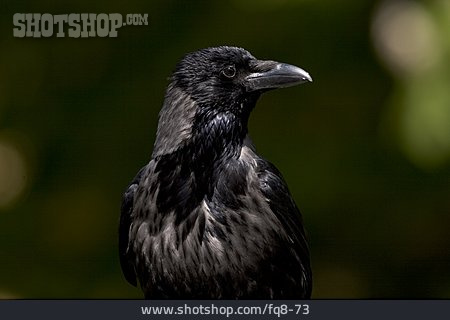 
                Vogel, Krähe, Rabenvogel                   