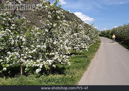 
                Weg, Fahrradfahrer, Apfelblüte                   