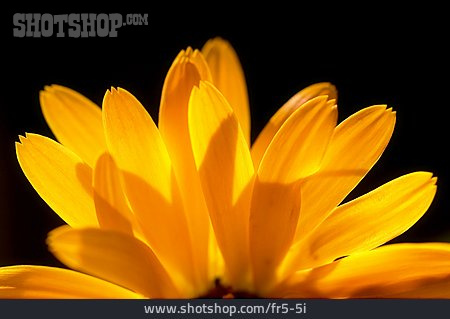 
                Sonnenblume, Sonnenhut, Blütenblätter                   