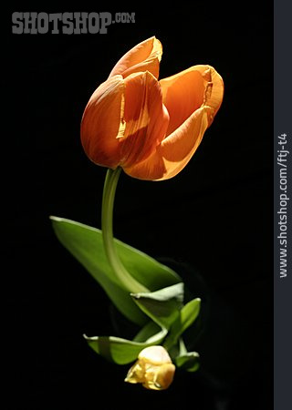 
                Blüte, Tulpe                   