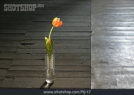 
                Blume, Tulpe, Vase                   