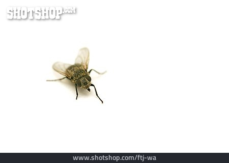 
                Fliege, Zweiflügler, Diptera                   