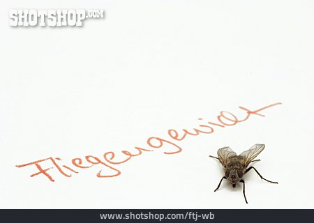 
                Fliege, Diptera                   