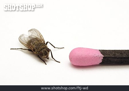 
                Fliege, Diptera, Stubenfliege                   