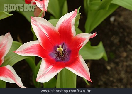 
                Blume, Tulpe, Offen                   