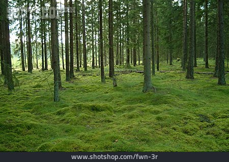 
                Wald, Moos, Nadelwald                   