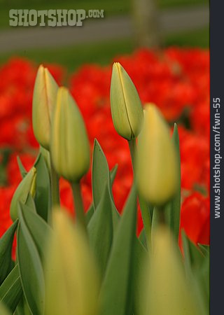 
                Blume, Außenaufnahme, Tulpe                   