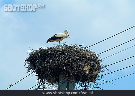 
                Storch, Storchnest                   