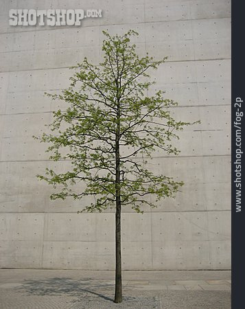 
                Baum, Betonwand                   