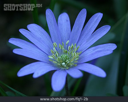
                Blüte, Blaues Windröschen                   