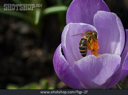 
                Blüte, Biene, Krokus                   