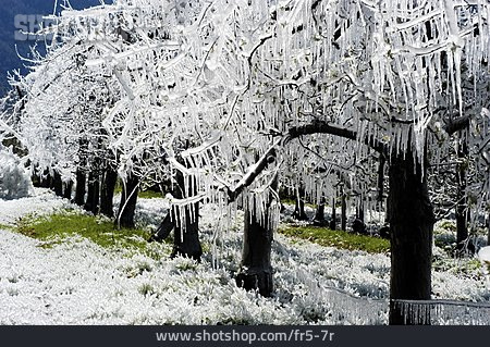 
                Winter, Kälte, Gefroren, Frost, Eiszapfen                   