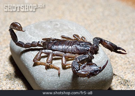 
                Skorpion                   