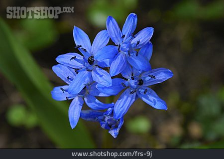 
                Blüte, Blaustern, Von Oben                   