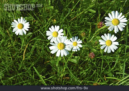 
                Blüte, Rasen, Margerite                   
