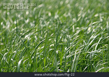 
                Gras, Weide, Sonnenschein                   