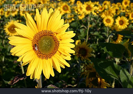 
                Sonnenblume, Biene, Sonnenblumenfeld                   
