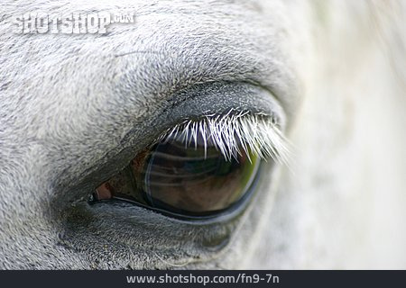 
                Pferd, Auge, Schimmel                   