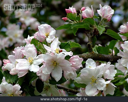 
                Apfelblüte, Marienkäfer, Boskoopblüte                   