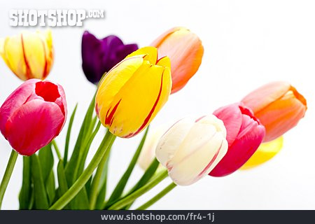 
                Blüte, Tulpe, Blumenstrauß                   