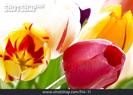 
                Blüte, Tulpe, Blumenstrauß                   