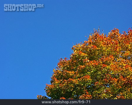 
                Baum, Laub, Herbstlaub                   