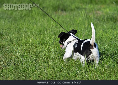 
                Hund, Jack Russell Terrier                   