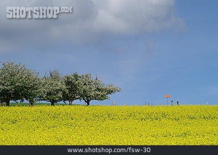 
                Himmel, Bäume, Rapsfeld                   