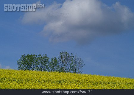 
                Himmel, Bäume, Rapsfeld                   