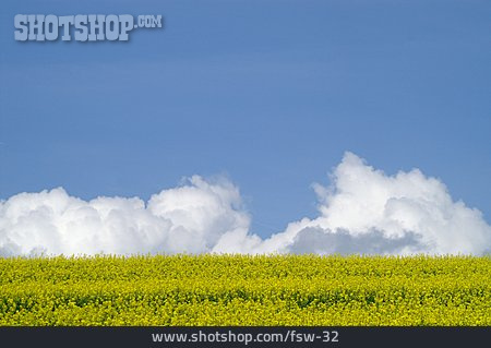 
                Himmel, Rapsfeld                   