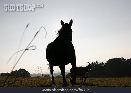 
                Laufen, Silhouette, Pferd                   