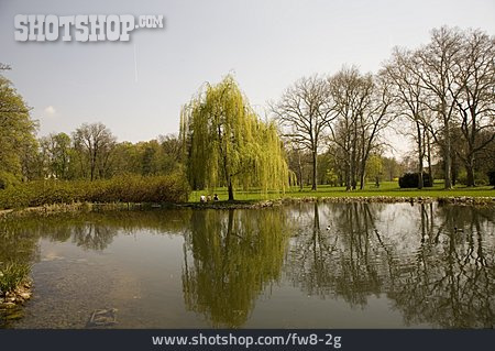 
                Park, Teich, Trauerweide                   
