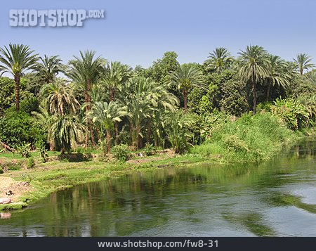 
                Fluss, Palme                   