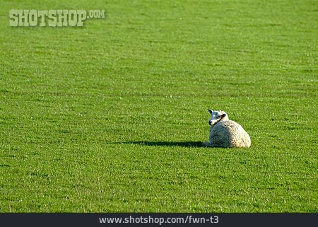 
                Meadow, Lying, Sheep                   