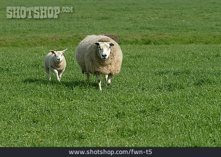 
                2 Tiere, Schaf                   